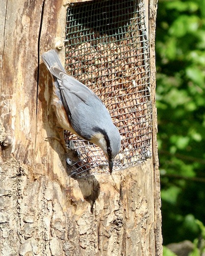 nuthatch